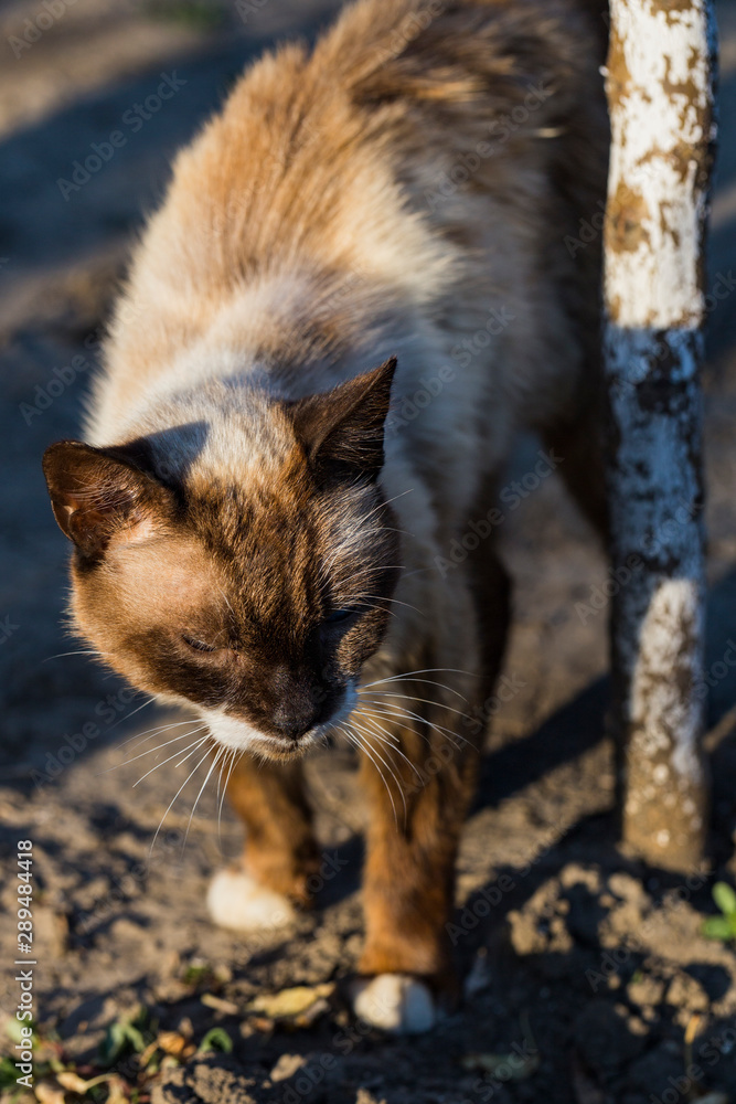 An old mutant cat with blue eyes. Predator's eyes. Portrait of the beast. The strange animal. An old mutant cat with blue eyes. Predator's eyes. Portrait of the beast. The strange animal.