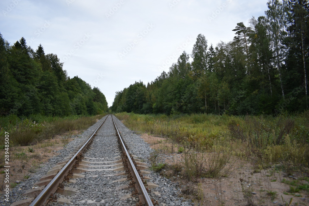 Obraz premium railway in the forest