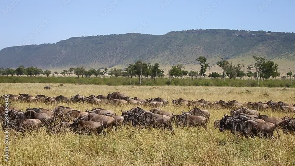 Big herd of wildebeest in the savannah. Great Migration. Kenya. Tanzania. Maasai Mara National Park. Big herd of wildebeest in the savannah. Great Migration. Kenya. Tanzania. Maasai Mara National Park.