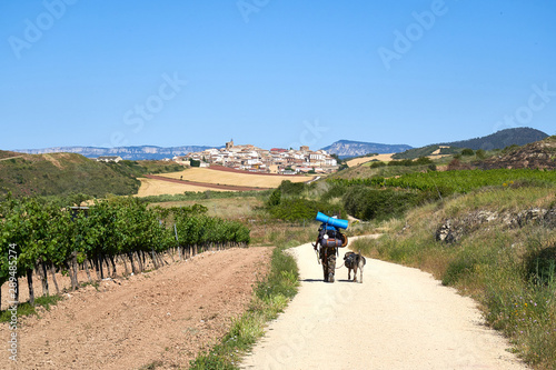 Pilgrim walking the Camino de Santiago toward Cirauqui with a dog                               