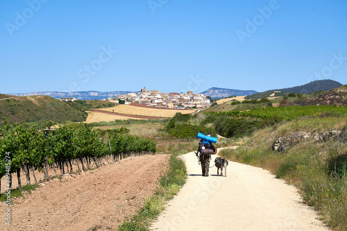 Pilgrim walking the Camino de Santiago toward Cirauqui with a dog                                photo