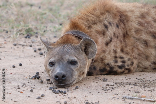 Spotted hyena (crocuta crocuta) face closeup, Masai Mara National Park, Kenya.