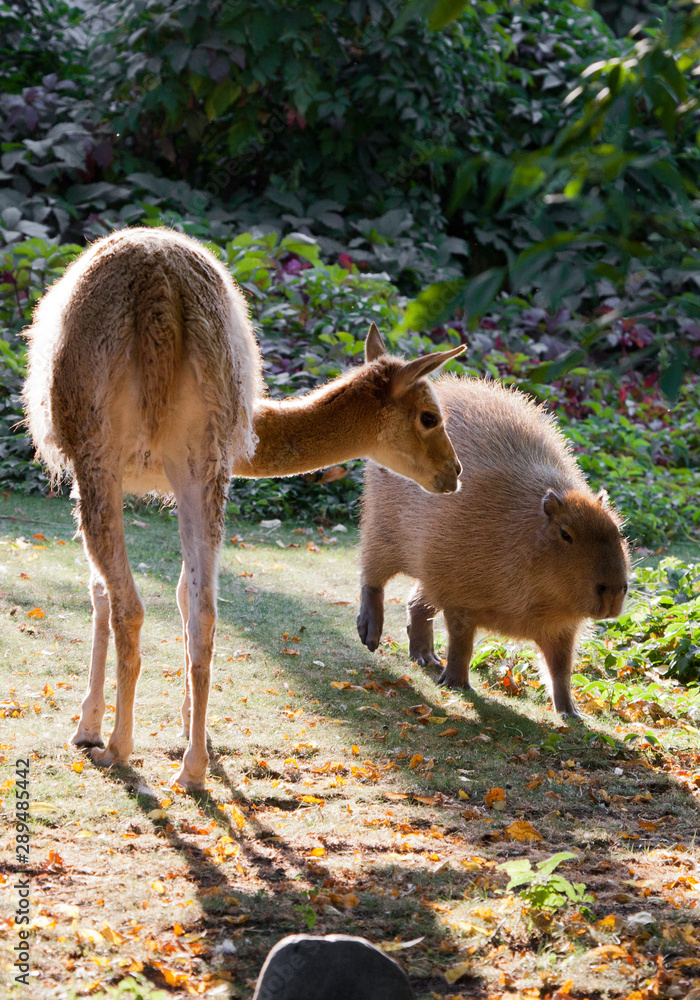 Llama and capybara - animal symbols of South and Latin America graze peacefully on a green lawn Llama and capybara - animal symbols of South and Latin America graze peacefully on a green lawn