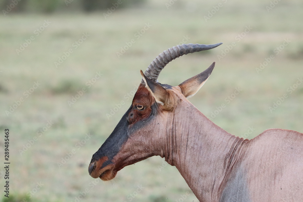 Fototapeta premium Topi missing a horn, Masai Mara National Park, Kenya.