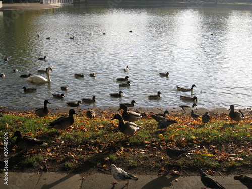 Ducks