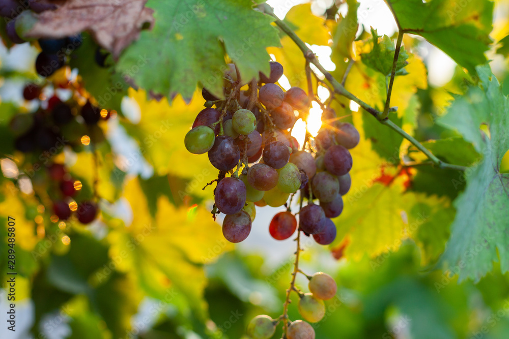 Grapes growing in southern Europe