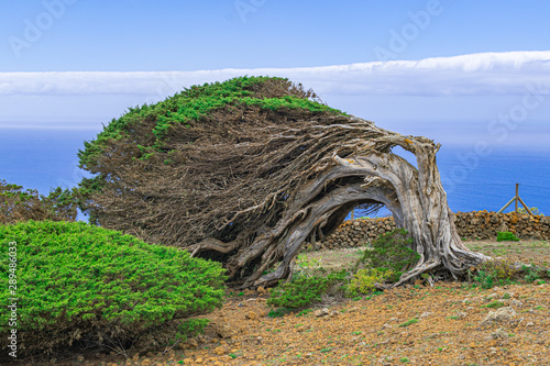 Phoenicean juniper tree (Juniperus phoenicea canariensis), with blue sky and Atlantic ocean  background,  El Sabinar volcanic landscape, El Hierro island, Canary islands, Spain
