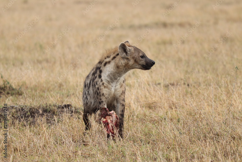 Spotted hyena (crocuta crocuta) feeding on a scapula and looking up, Masai Mara National Park, Kenya.