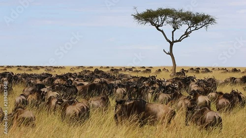 Big herd of wildebeest in the savannah. Great Migration. Kenya. Tanzania. Maasai Mara National Park. photo