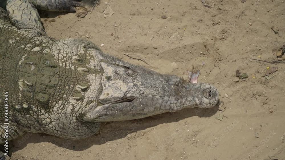 Sleeping crocodile in Peru in South America Sleeping crocodile in Peru in South America