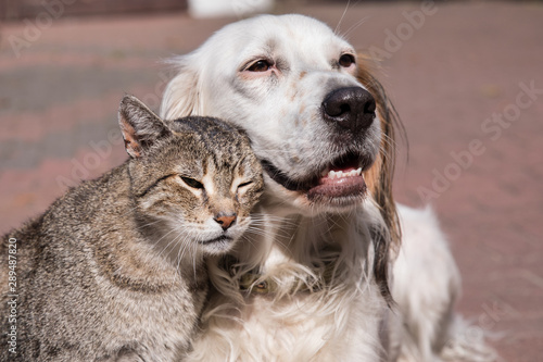 Fototapeta Naklejka Na Ścianę i Meble -  dog and cat friendship, cat and dog in love