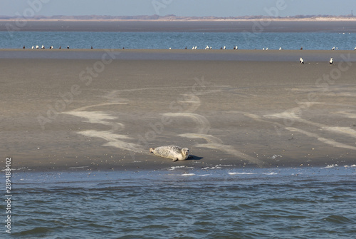 Harbor seal on the beach of Langeoog