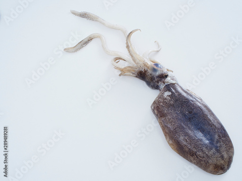 Large fresh squid black.