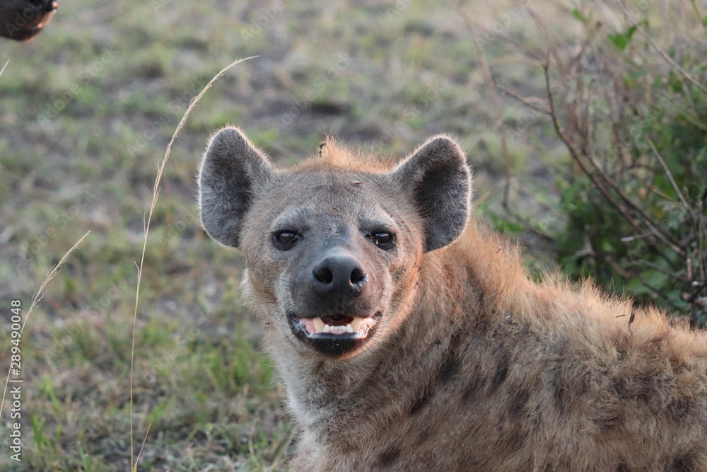 Spotted hyena (crocuta crocuta) face closeup, Masai Mara National Park, Kenya. Spotted hyena (crocuta crocuta) face closeup, Masai Mara National Park, Kenya.
