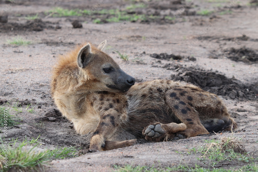 Spotted hyena (crocuta crocuta) resting in the Masai Mara National Park, Kenya. Spotted hyena (crocuta crocuta) resting in the Masai Mara National Park, Kenya.