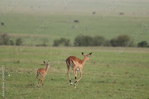 Impala mom and calf running in the rain, Masai Mara National Park, Kenya.