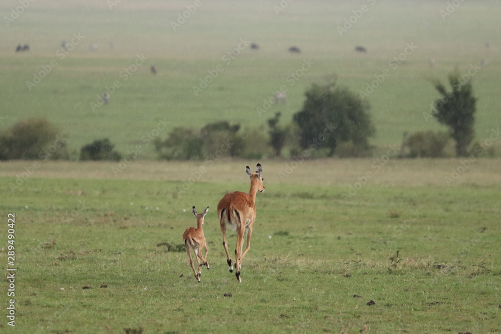 Impala mom and calf running in the rain, Masai Mara National Park, Kenya. Impala mom and calf running in the rain, Masai Mara National Park, Kenya.