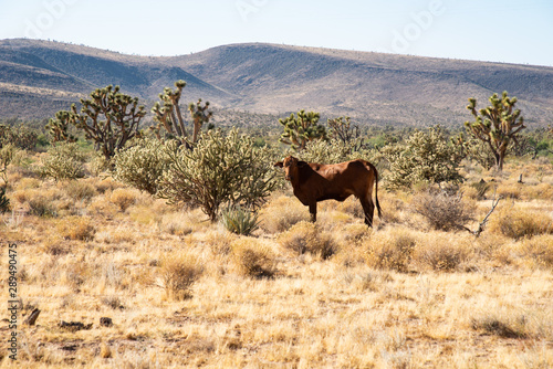 cattle in the desert