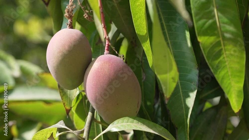 Mango fruits on a tree in Peru. 4K video footage photo