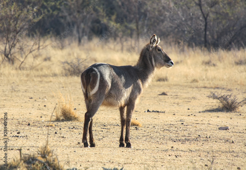Waterbuck (Kobus ellipsiprymnus) in South Africa Waterbuck (Kobus ellipsiprymnus) in South Africa