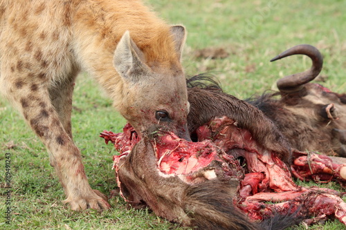 Spotted hyena (crocuta crocuta) feeding on a wildebeest carcass, Masai Mara National Park, Kenya.