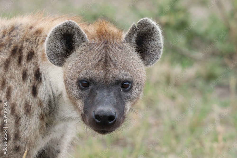 Spotted hyena (crocuta crocuta) face closeup, Masai Mara National Park, Kenya. Spotted hyena (crocuta crocuta) face closeup, Masai Mara National Park, Kenya.