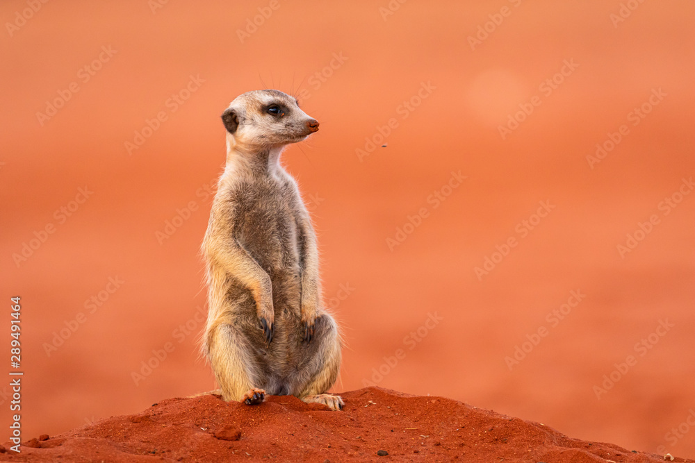 Fototapeta premium Erdmännchen (Suricata suricatta) in Namibia