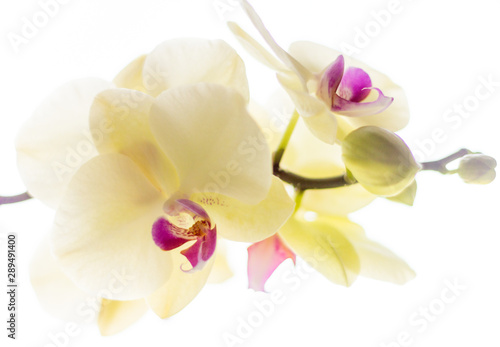 beautiful white Orchid on white isolated background