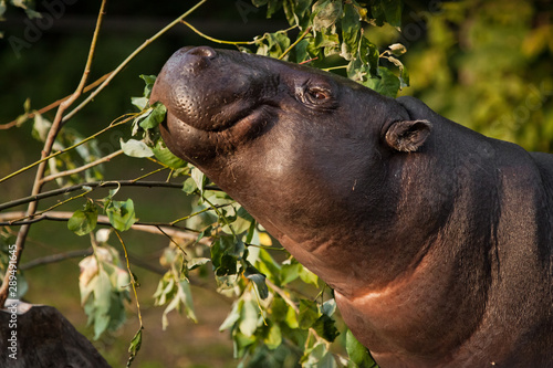 Foto muzzle of a dwarf Liberian hippo, portrait