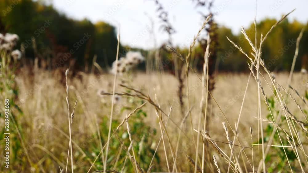 Autumn grass and forest in wind slow motion shot Autumn grass and forest in wind slow motion shot