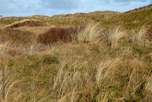 Dunes on the island of Langeoog