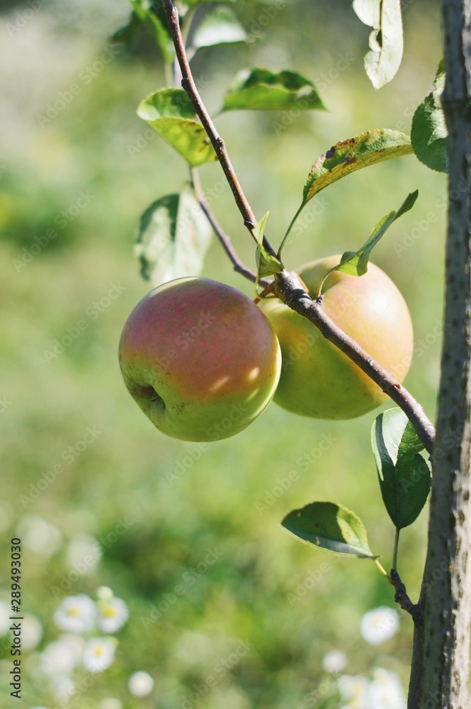 apples on branch