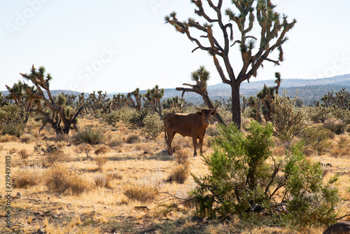 wild cattle