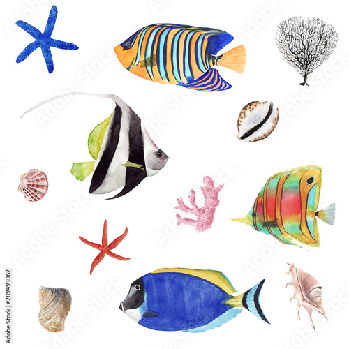 Hand Drawn watercolor tropical fish illustration set. Coral fish and sea shells isolated on white background.