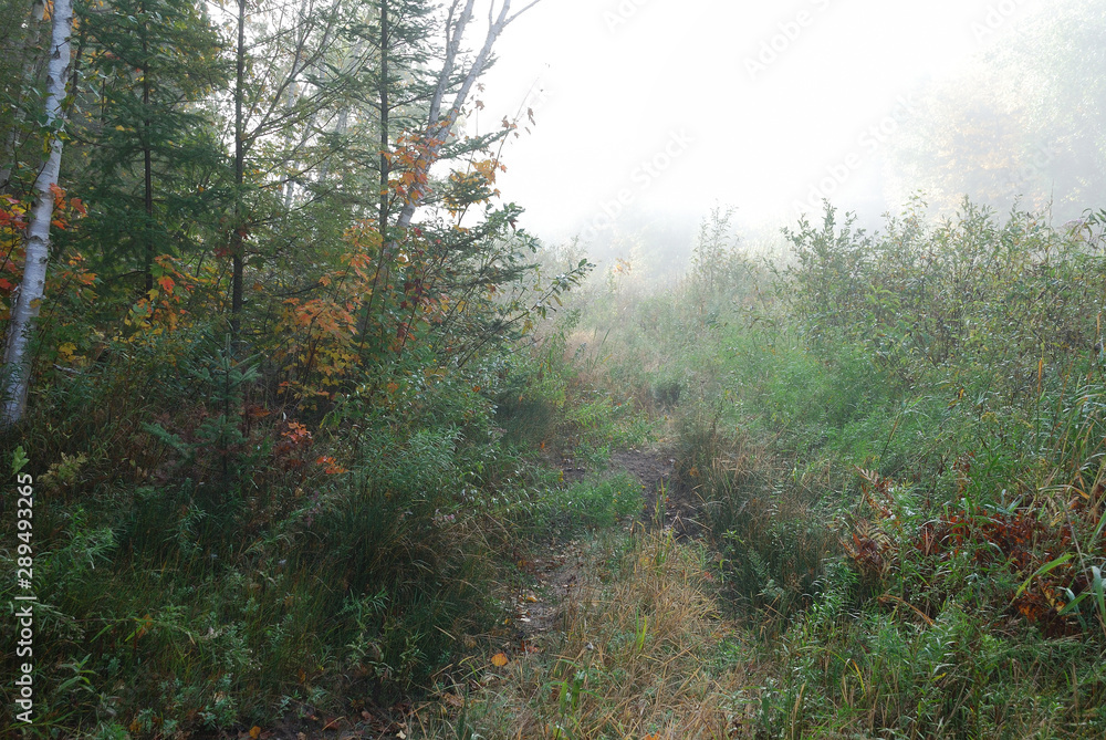 Obraz premium Early morning walking trail in heavy fog -peaceful mood