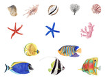 Hand Drawn watercolor tropical fish illustration set. Coral fish and sea shells isolated on white background.