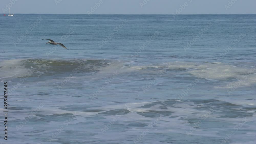 Pelican flys over the Pacific Ocean. Video with sound. Peru, South America Pelican flys over the Pacific Ocean. Video with sound. Peru, South America