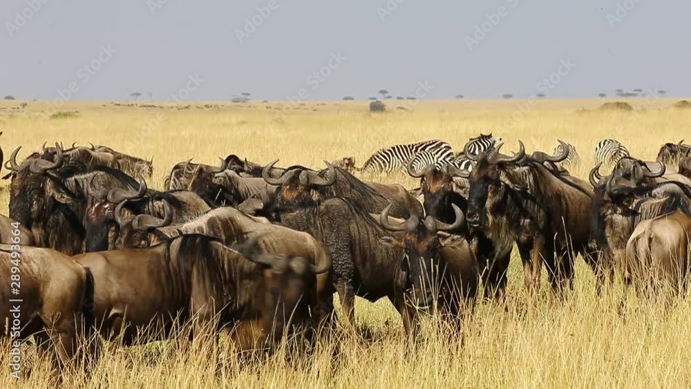 Big herd of wildebeest in the savannah. Great Migration. Kenya. Tanzania. Maasai Mara National Park. Big herd of wildebeest in the savannah. Great Migration. Kenya. Tanzania. Maasai Mara National Park.