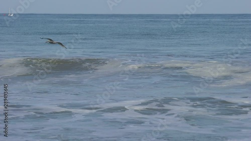 Wallpaper Mural Pelican flys over the Pacific Ocean. Video with sound. Peru, South America Torontodigital.ca