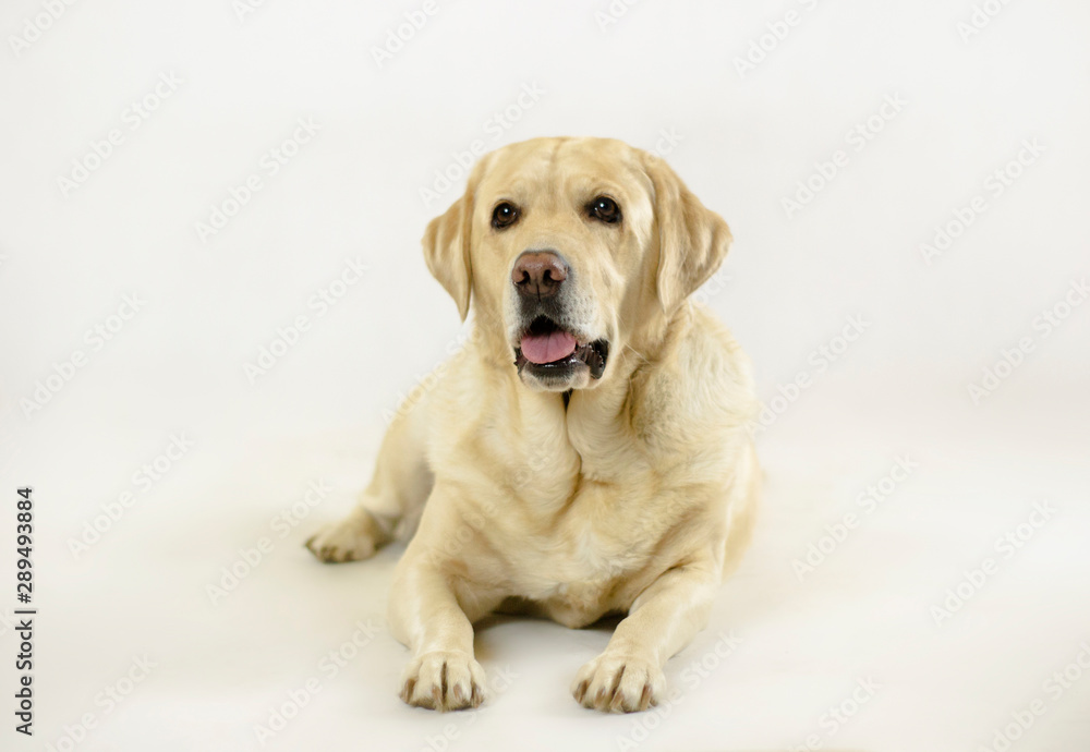 Labrador golden retriever on white background Labrador golden retriever on white background
