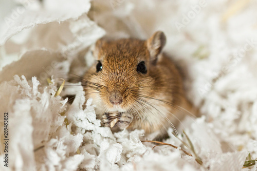 Mongolische Wüstenrennmaus (Meriones) photo