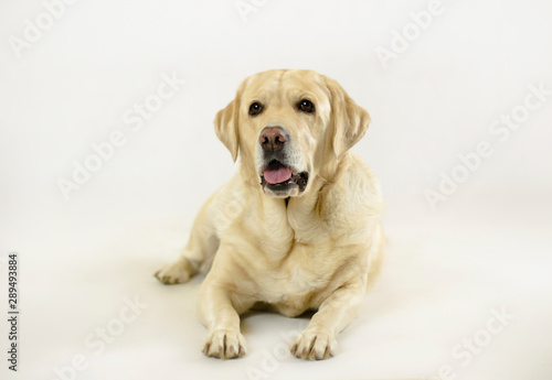 Labrador golden retriever on white background