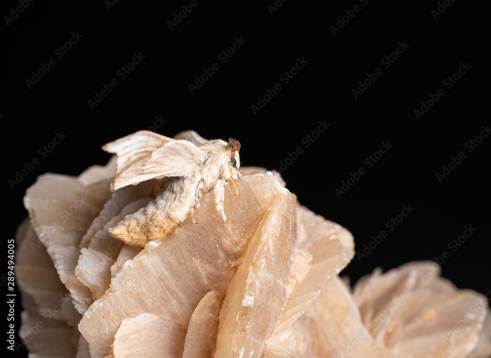 Silkworm on the rock with black background Silkworm on the rock with black background
