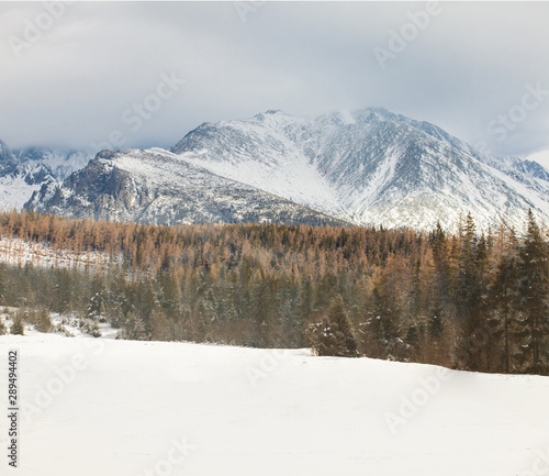 Snow-covered mountains and pine forest, winter landspape