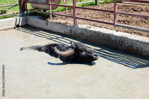 Buffaloes in a dairy farm take a bath