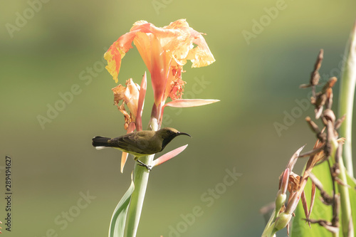 The brown-throated sunbird (Anthreptes malacensis), also known as the plain-throated sunbird, is a species of bird in the Nectariniidae family. It is found in a wide range of semi-open habitats in sou photo