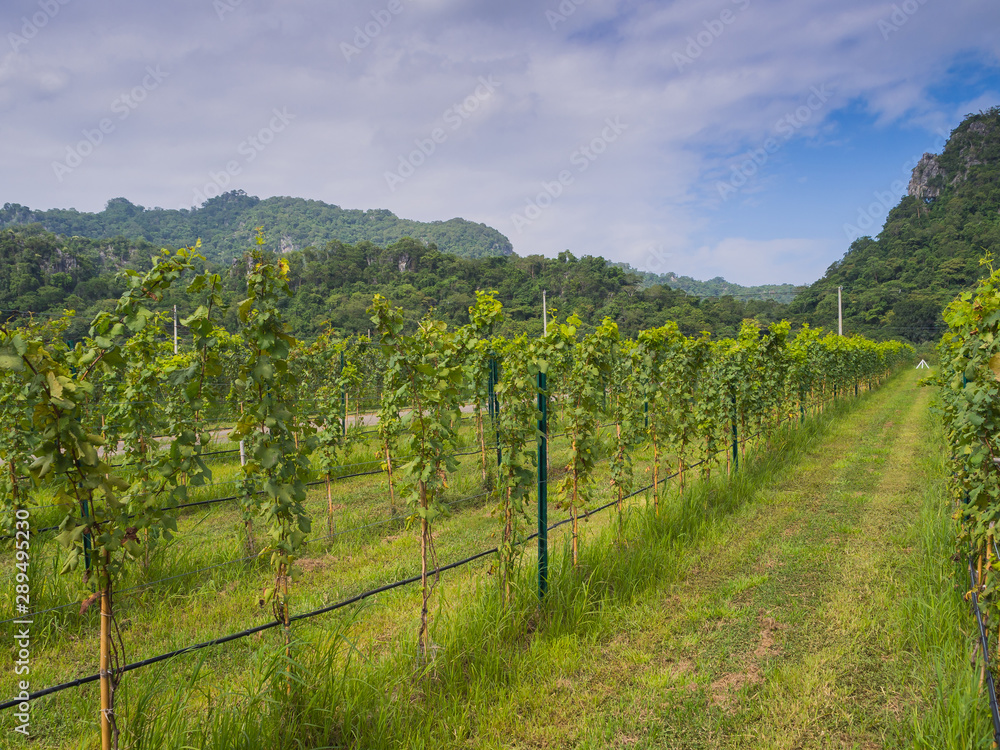 Vineyard in Thailand.