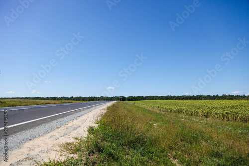 Asphalt road near field with sunflowers