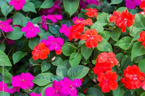 Colorful field of Busy Lizzie, scientific name Impatiens walleriana flowers also called Balsam, flowerbed of blossoms. Impatiens walleriana photo