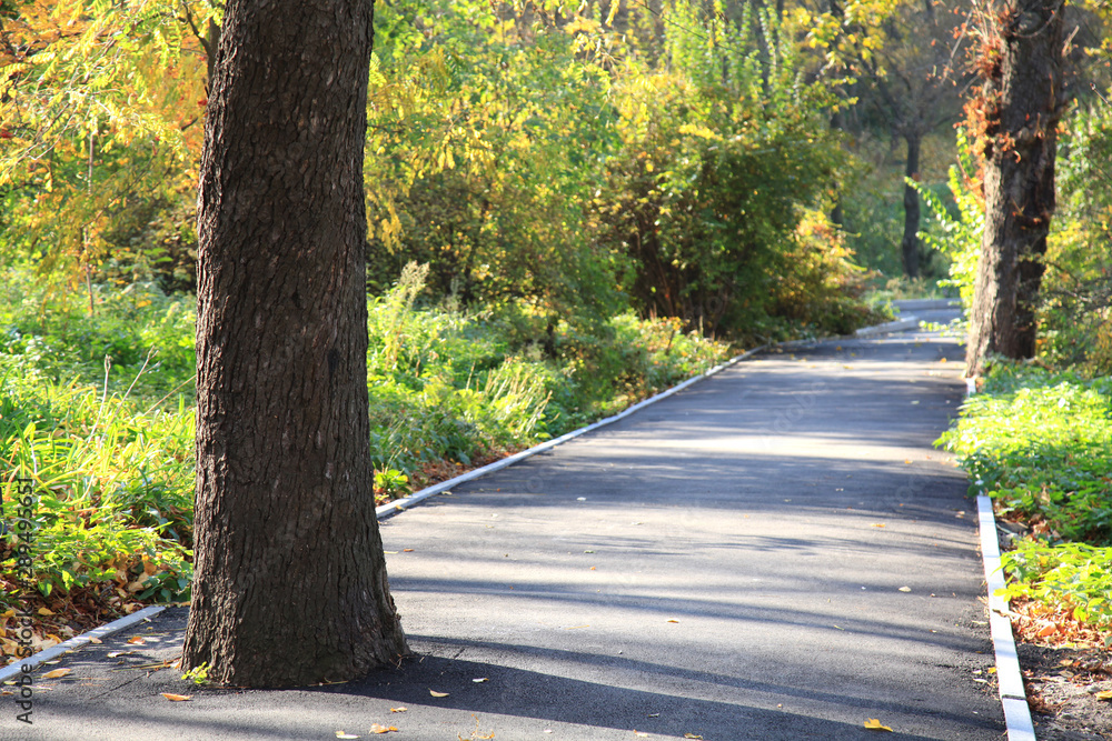 Obraz premium Fall in town. The park alley in autumn season with a chestnut tree in the center. Environmental protection concept or work result of the foolish men